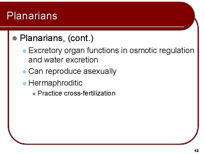 Planarians l Planarians, (cont. ) Excretory organ functions in osmotic regulation and water excretion