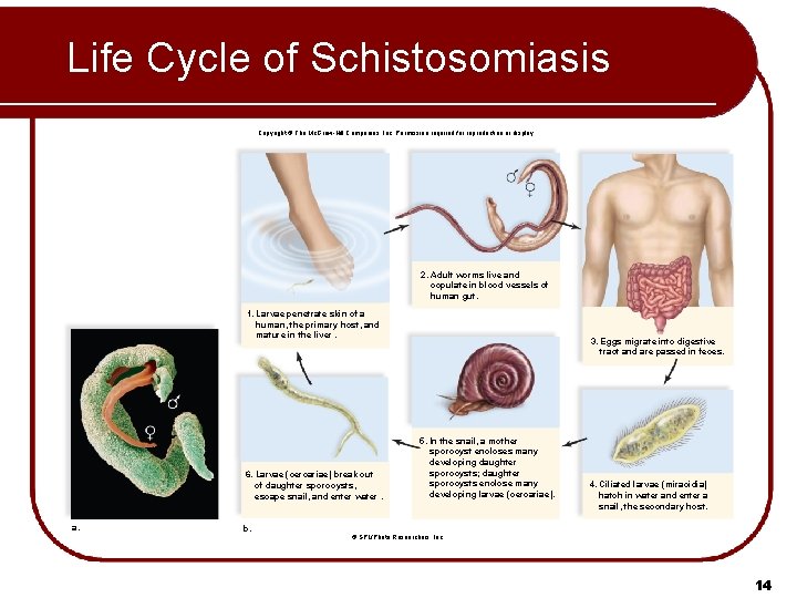 Life Cycle of Schistosomiasis Copyright © The Mc. Graw-Hill Companies, Inc. Permission required for Life Cycle of Schistosomiasis Copyright © The Mc. Graw-Hill Companies, Inc. Permission required for
