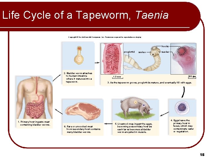 Life Cycle of a Tapeworm, Taenia Copyright © The Mc. Graw-Hill Companies, Inc. Permission