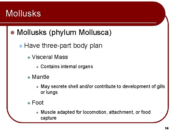 Mollusks l (phylum Mollusca) Have three-part body plan l Visceral Mass l l Mantle