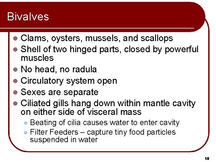 Bivalves Clams, oysters, mussels, and scallops l Shell of two hinged parts, closed by