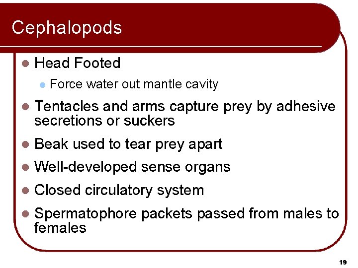 Cephalopods l Head Footed l Force water out mantle cavity l Tentacles and arms