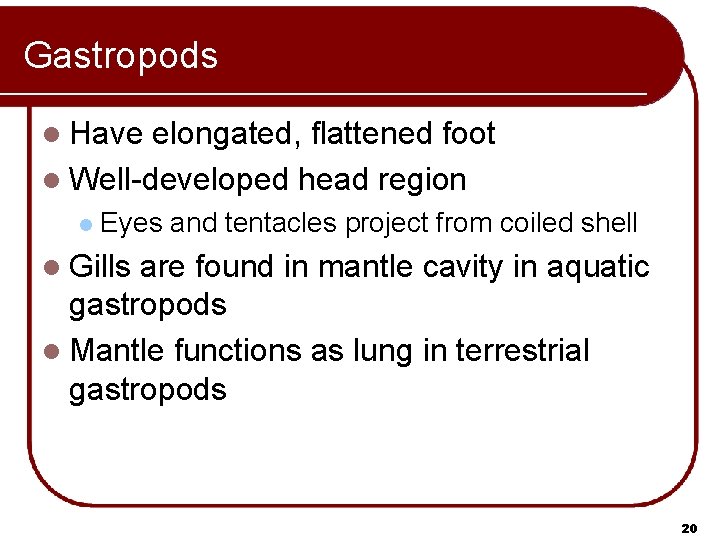 Gastropods l Have elongated, flattened foot l Well-developed head region l Eyes and tentacles