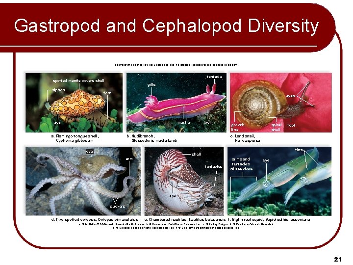 Gastropod and Cephalopod Diversity Copyright © The Mc. Graw-Hill Companies, Inc. Permission required for