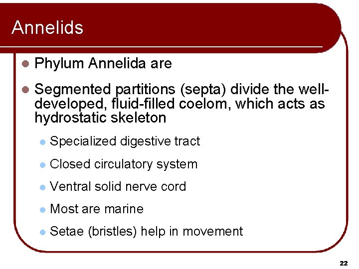 Annelids l Phylum Annelida are l Segmented partitions (septa) divide the welldeveloped, fluid-filled coelom, Annelids l Phylum Annelida are l Segmented partitions (septa) divide the welldeveloped, fluid-filled coelom,