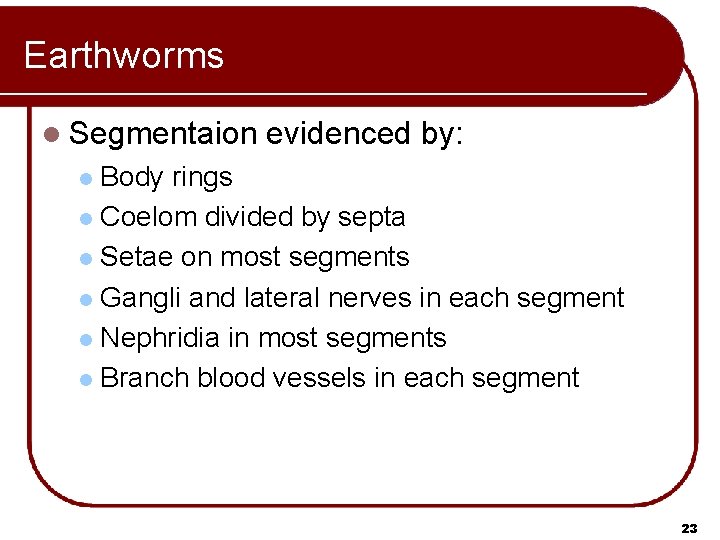 Earthworms l Segmentaion evidenced by: Body rings l Coelom divided by septa l Setae Earthworms l Segmentaion evidenced by: Body rings l Coelom divided by septa l Setae