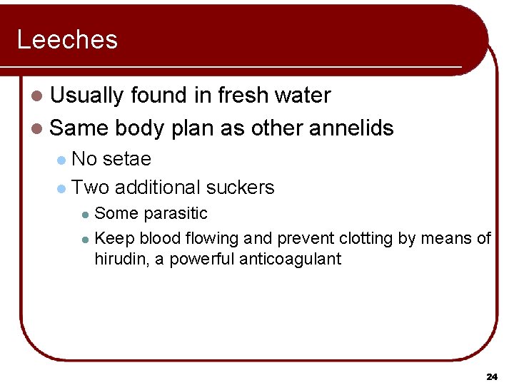 Leeches l Usually found in fresh water l Same body plan as other annelids