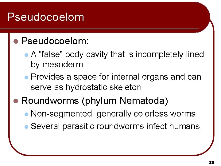 Pseudocoelom l Pseudocoelom: A “false” body cavity that is incompletely lined by mesoderm l