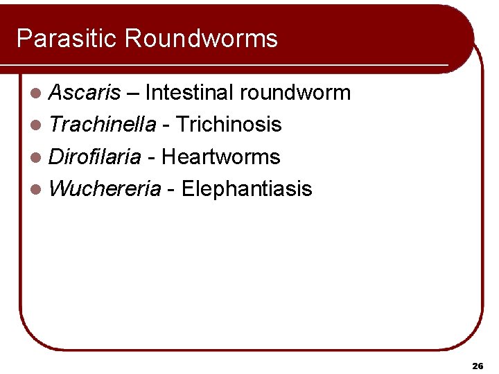 Parasitic Roundworms l Ascaris – Intestinal roundworm l Trachinella - Trichinosis l Dirofilaria -