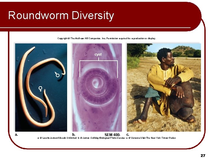 Roundworm Diversity Copyright © The Mc. Graw-Hill Companies, Inc. Permission required for reproduction or