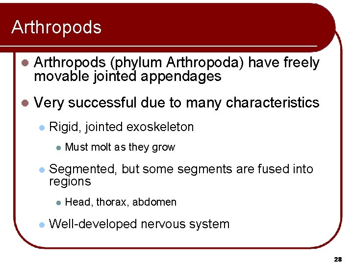 Arthropods l Arthropods (phylum Arthropoda) have freely movable jointed appendages l Very successful due