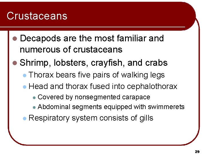 Crustaceans l Decapods are the most familiar and numerous of crustaceans l Shrimp, lobsters,