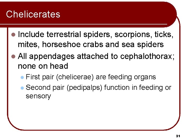 Chelicerates l Include terrestrial spiders, scorpions, ticks, mites, horseshoe crabs and sea spiders l