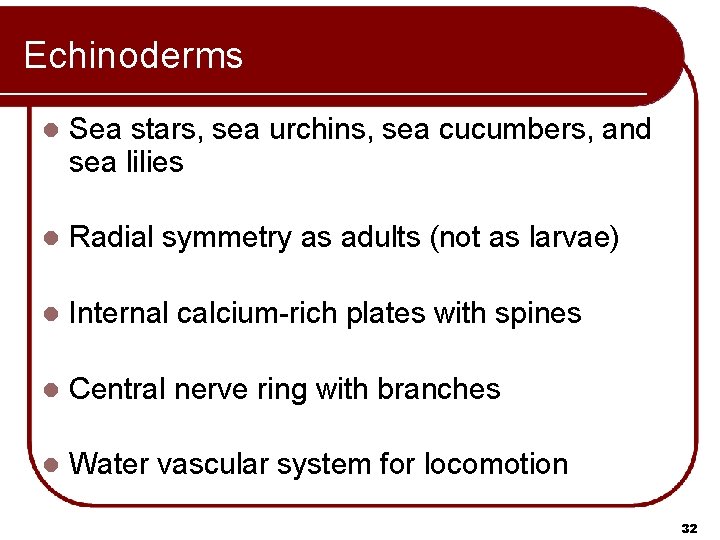 Echinoderms l Sea stars, sea urchins, sea cucumbers, and sea lilies l Radial symmetry