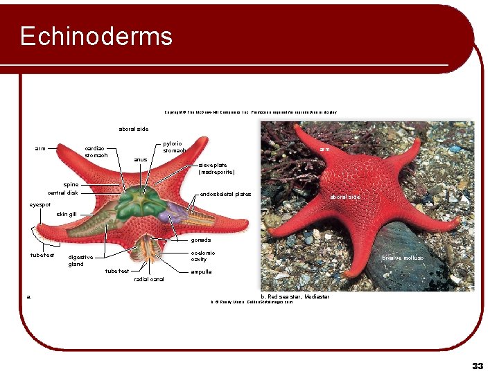 Echinoderms Copyright © The Mc. Graw-Hill Companies, Inc. Permission required for reproduction or display.