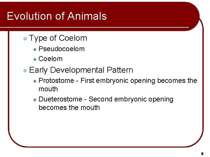 Evolution of Animals l Type of Coelom Pseudocoelom l Coelom l l Early Developmental Evolution of Animals l Type of Coelom Pseudocoelom l Coelom l l Early Developmental