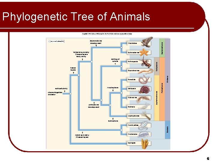 Phylogenetic Tree of Animals deuterostome development Chordates bilateral symmetry 3 tissue layers body cavity Phylogenetic Tree of Animals deuterostome development Chordates bilateral symmetry 3 tissue layers body cavity
