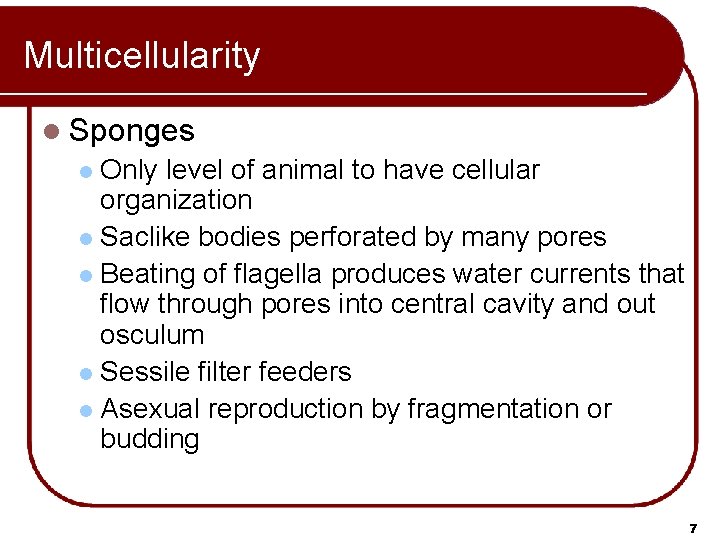 Multicellularity l Sponges Only level of animal to have cellular organization l Saclike bodies