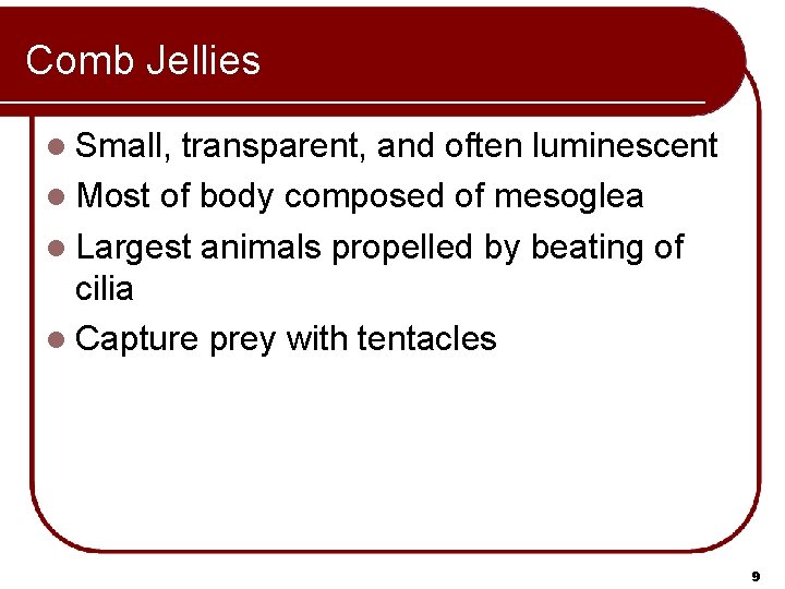 Comb Jellies l Small, transparent, and often luminescent l Most of body composed of Comb Jellies l Small, transparent, and often luminescent l Most of body composed of
