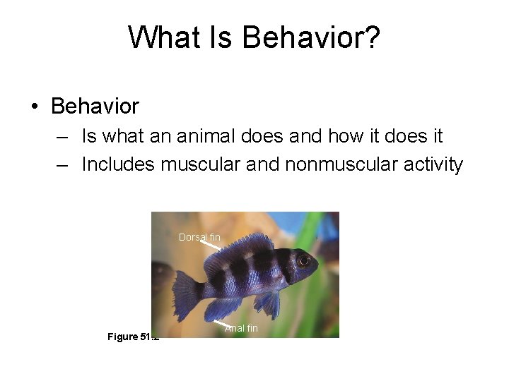 What Is Behavior? • Behavior – Is what an animal does and how it