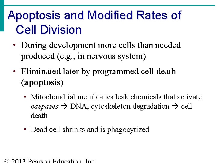 Apoptosis and Modified Rates of Cell Division • During development more cells than needed