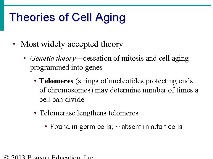 Theories of Cell Aging • Most widely accepted theory • Genetic theory—cessation of mitosis