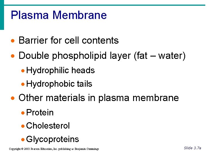 Plasma Membrane · Barrier for cell contents · Double phospholipid layer (fat – water)