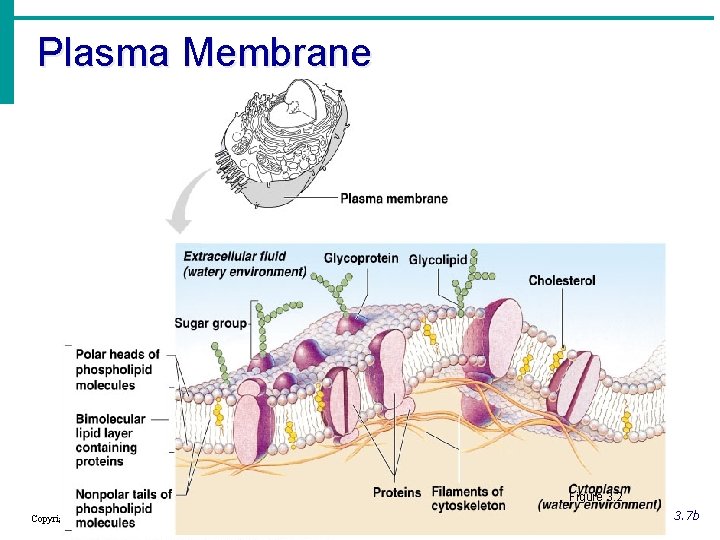 Plasma Membrane Figure 3. 2 Copyright © 2003 Pearson Education, Inc. publishing as Benjamin