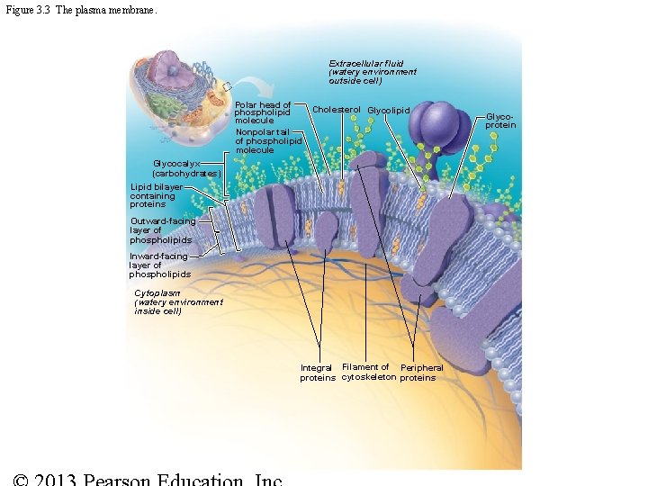 Figure 3. 3 The plasma membrane. Extracellular fluid (watery environment outside cell) Polar head