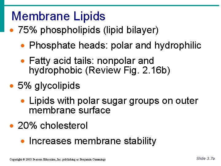 Membrane Lipids · 75% phospholipids (lipid bilayer) · Phosphate heads: polar and hydrophilic ·
