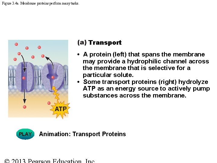 Figure 3. 4 a Membrane proteins perform many tasks. Transport • A protein (left)