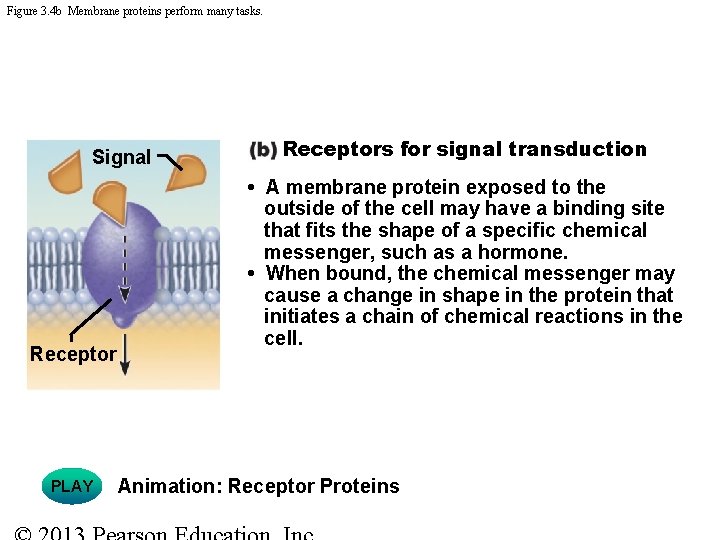 Figure 3. 4 b Membrane proteins perform many tasks. Signal Receptor PLAY Receptors for