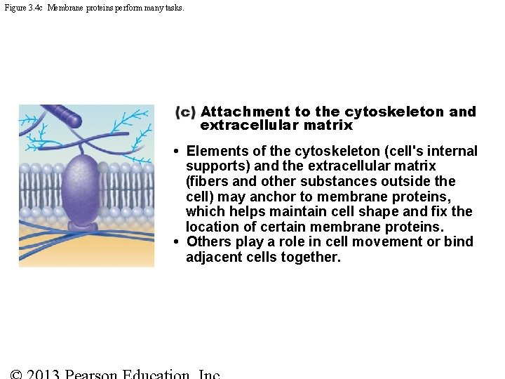 Figure 3. 4 c Membrane proteins perform many tasks. Attachment to the cytoskeleton and