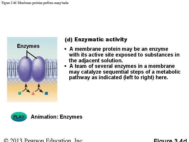 Figure 3. 4 d Membrane proteins perform many tasks. Enzymatic activity Enzymes PLAY •