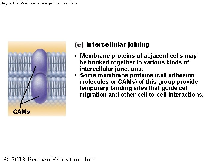 Figure 3. 4 e Membrane proteins perform many tasks. Intercellular joining • Membrane proteins