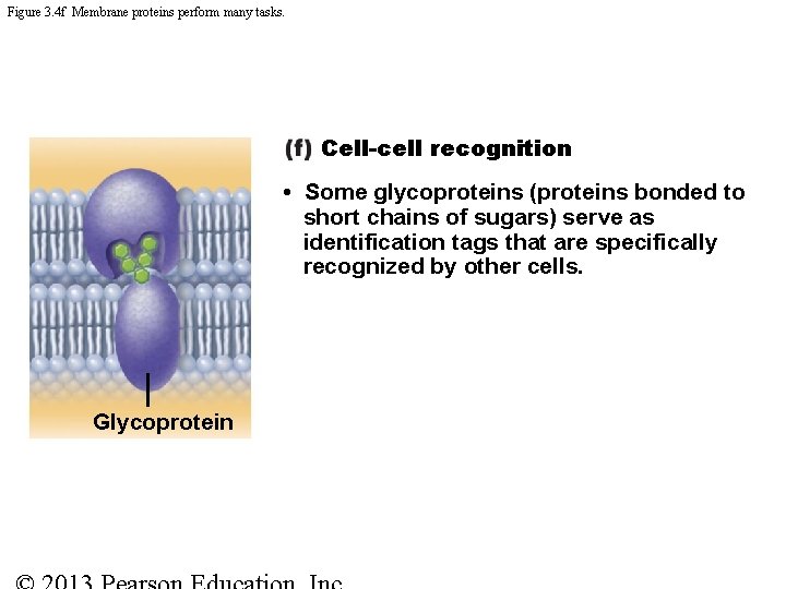 Figure 3. 4 f Membrane proteins perform many tasks. Cell-cell recognition • Some glycoproteins