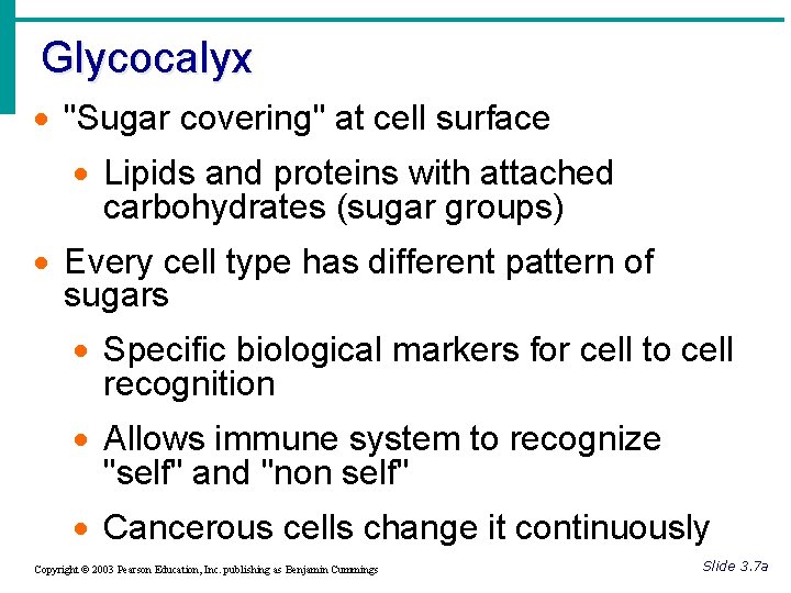 Glycocalyx · "Sugar covering" at cell surface · Lipids and proteins with attached carbohydrates