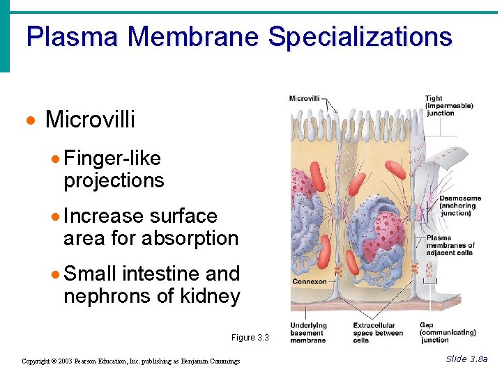 Plasma Membrane Specializations · Microvilli · Finger-like projections · Increase surface area for absorption