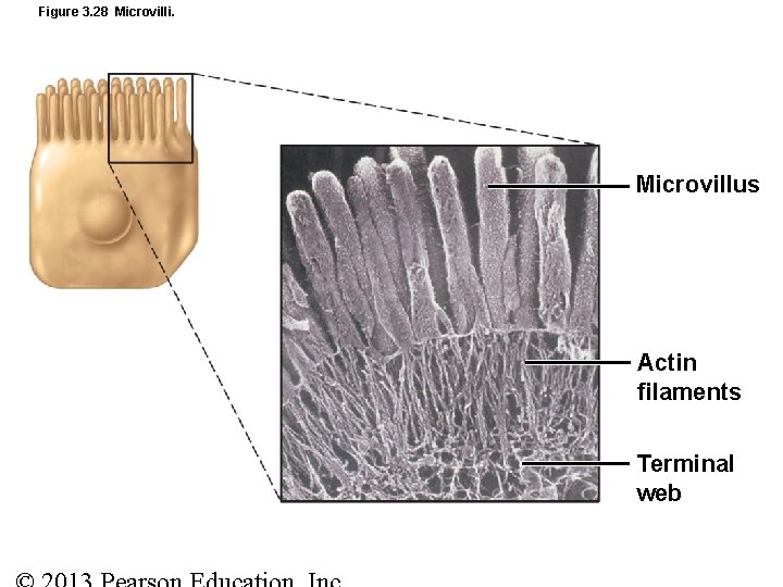 Figure 3. 28 Microvilli. Microvillus Actin filaments Terminal web 