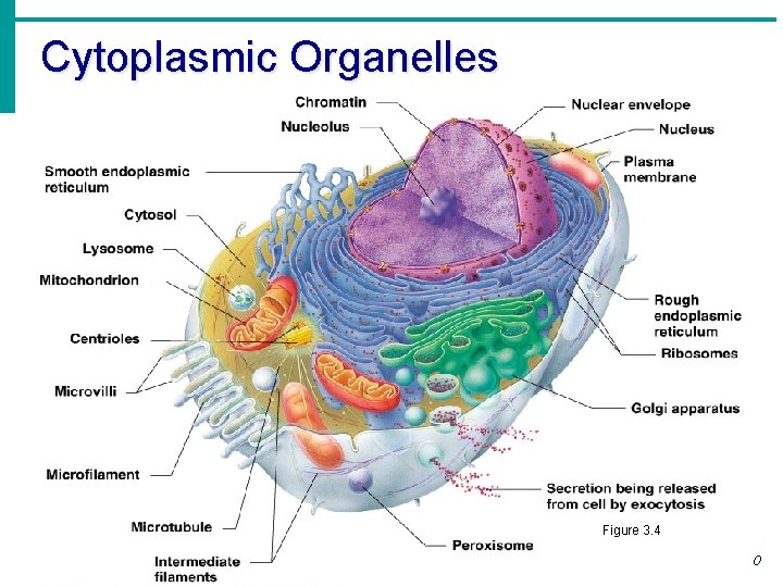 Cytoplasmic Organelles Figure 3. 4 Copyright © 2003 Pearson Education, Inc. publishing as Benjamin