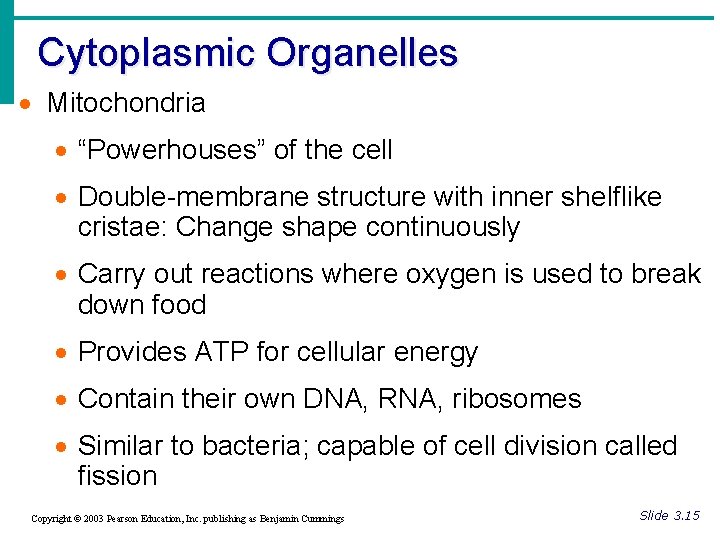 Cytoplasmic Organelles · Mitochondria · “Powerhouses” of the cell · Double-membrane structure with inner