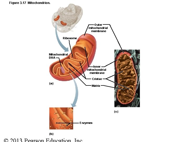 Figure 3. 17 Mitochondrion. Outer mitochondrial membrane Ribosome Mitochondrial DNA Inner mitochondrial membrane Cristae