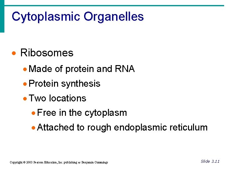 Cytoplasmic Organelles · Ribosomes · Made of protein and RNA · Protein synthesis ·