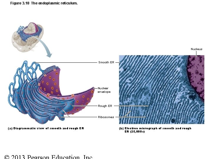Figure 3. 18 The endoplasmic reticulum. Nucleus Smooth ER Nuclear envelope Rough ER Ribosomes