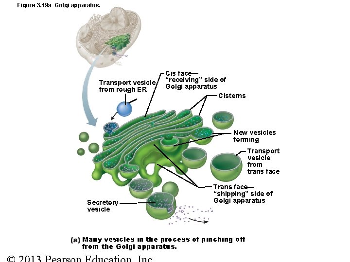 Figure 3. 19 a Golgi apparatus. Transport vesicle from rough ER Cis face— “receiving”