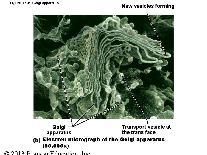 Figure 3. 19 b Golgi apparatus. New vesicles forming Transport vesicle at Golgi the