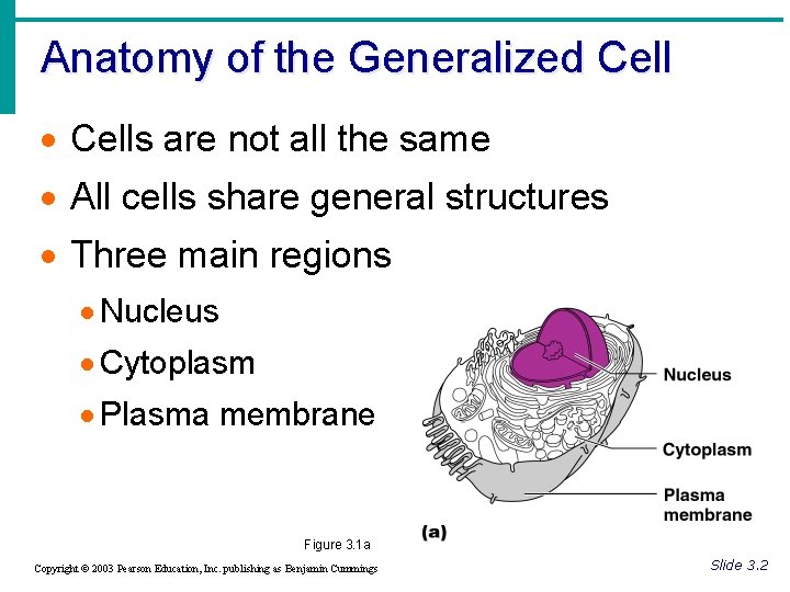 Anatomy of the Generalized Cell · Cells are not all the same · All