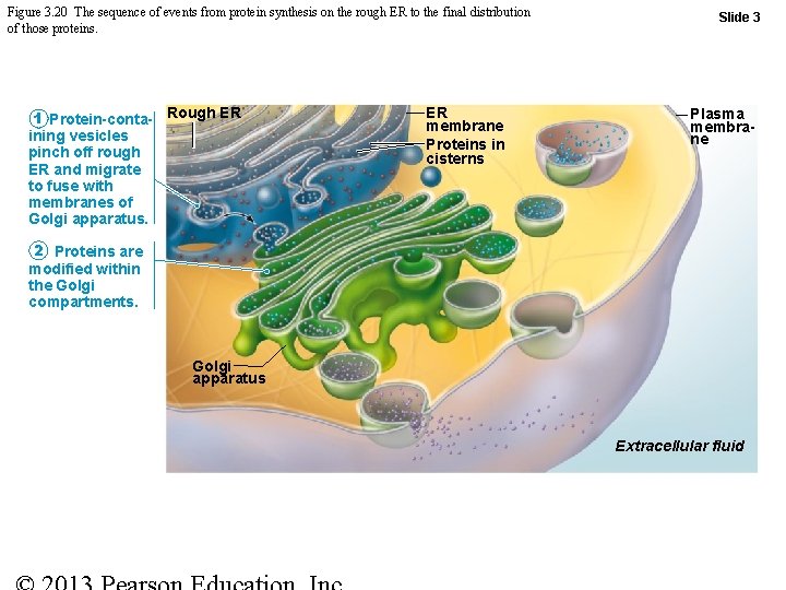 Figure 3. 20 The sequence of events from protein synthesis on the rough ER
