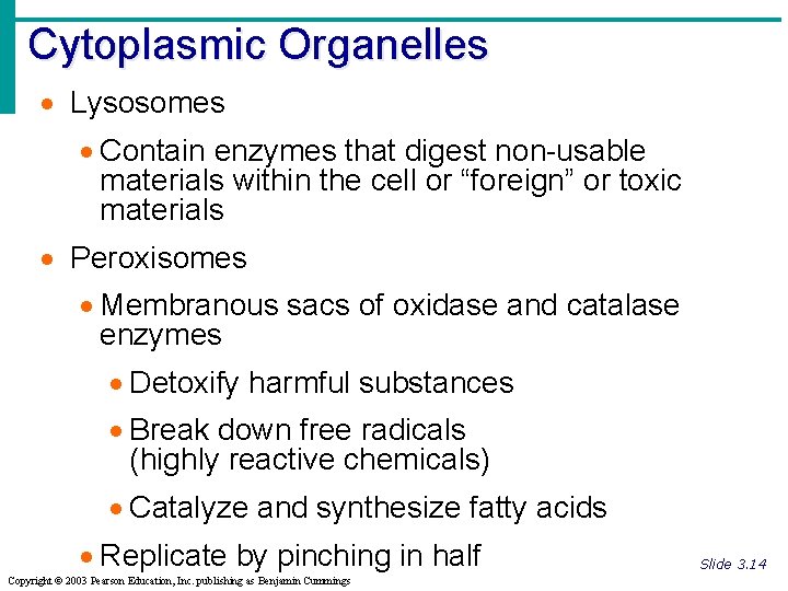 Cytoplasmic Organelles · Lysosomes · Contain enzymes that digest non-usable materials within the cell