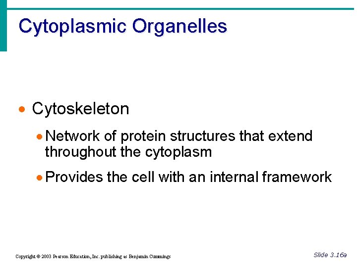 Cytoplasmic Organelles · Cytoskeleton · Network of protein structures that extend throughout the cytoplasm
